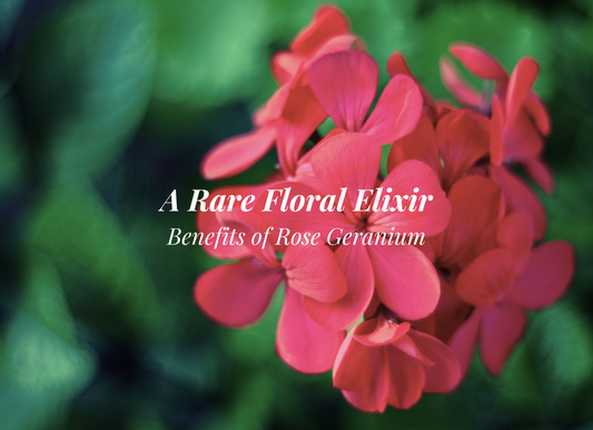 The Magic of Rose Geranium Oil: Elevate Your Skincare and Relaxation