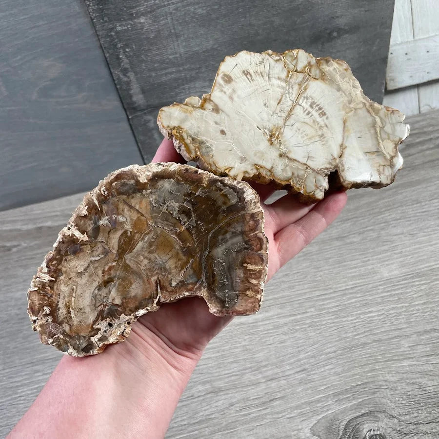 Petrified Wood Slice