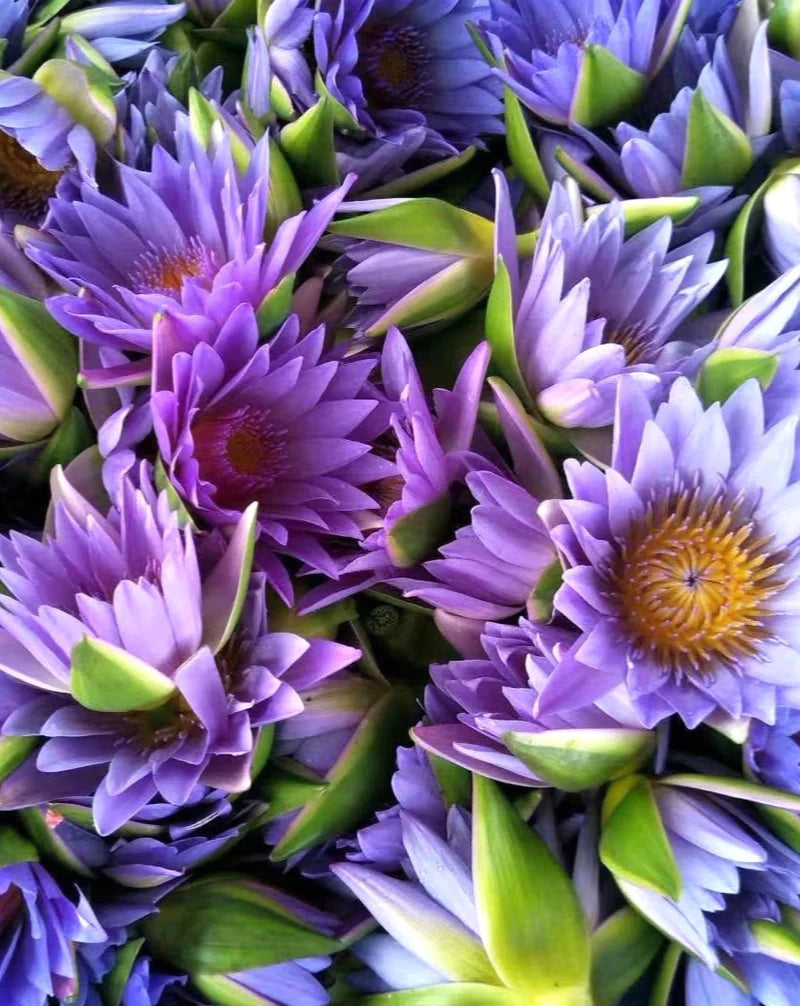 Organic Blue Lotus Flower Tea