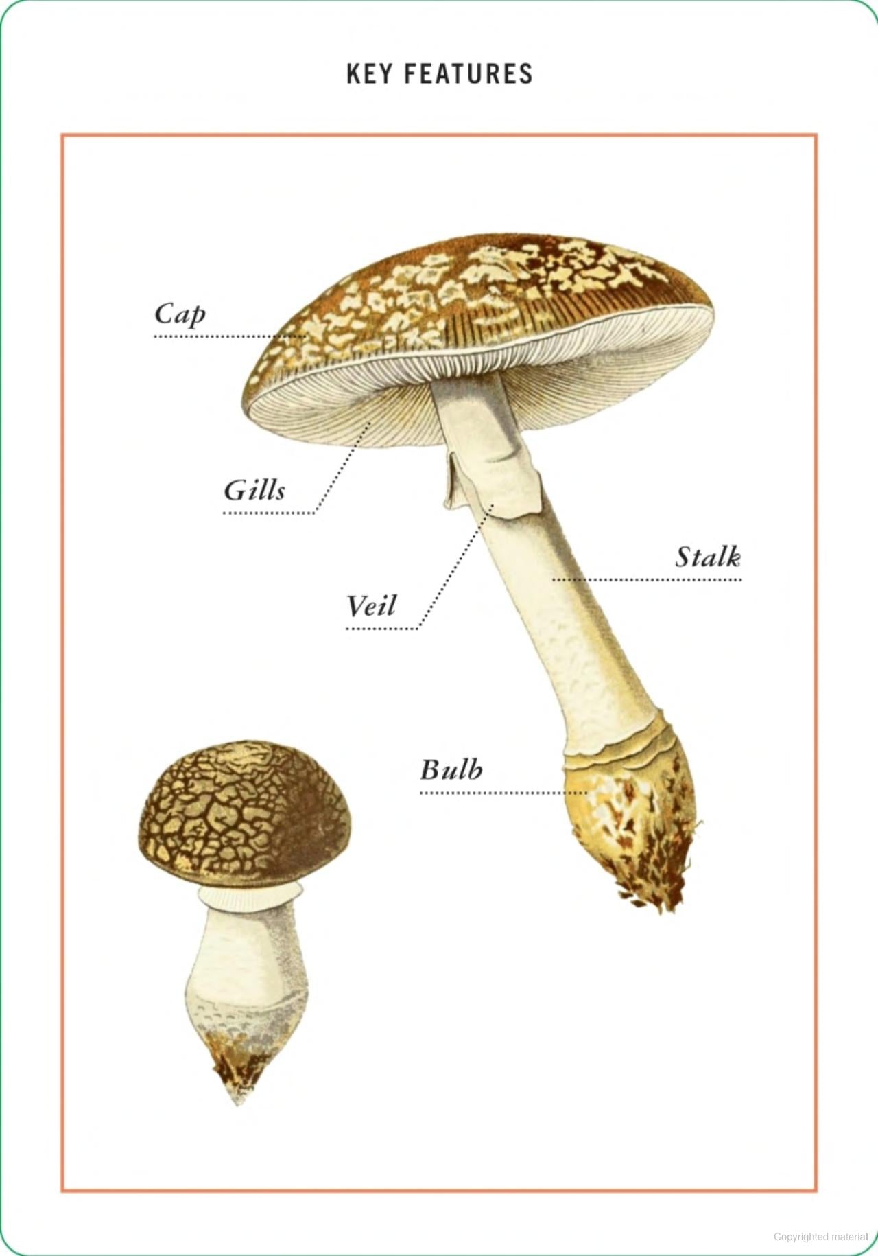 New York Botanical Garden Mushroom Identification Flashcards