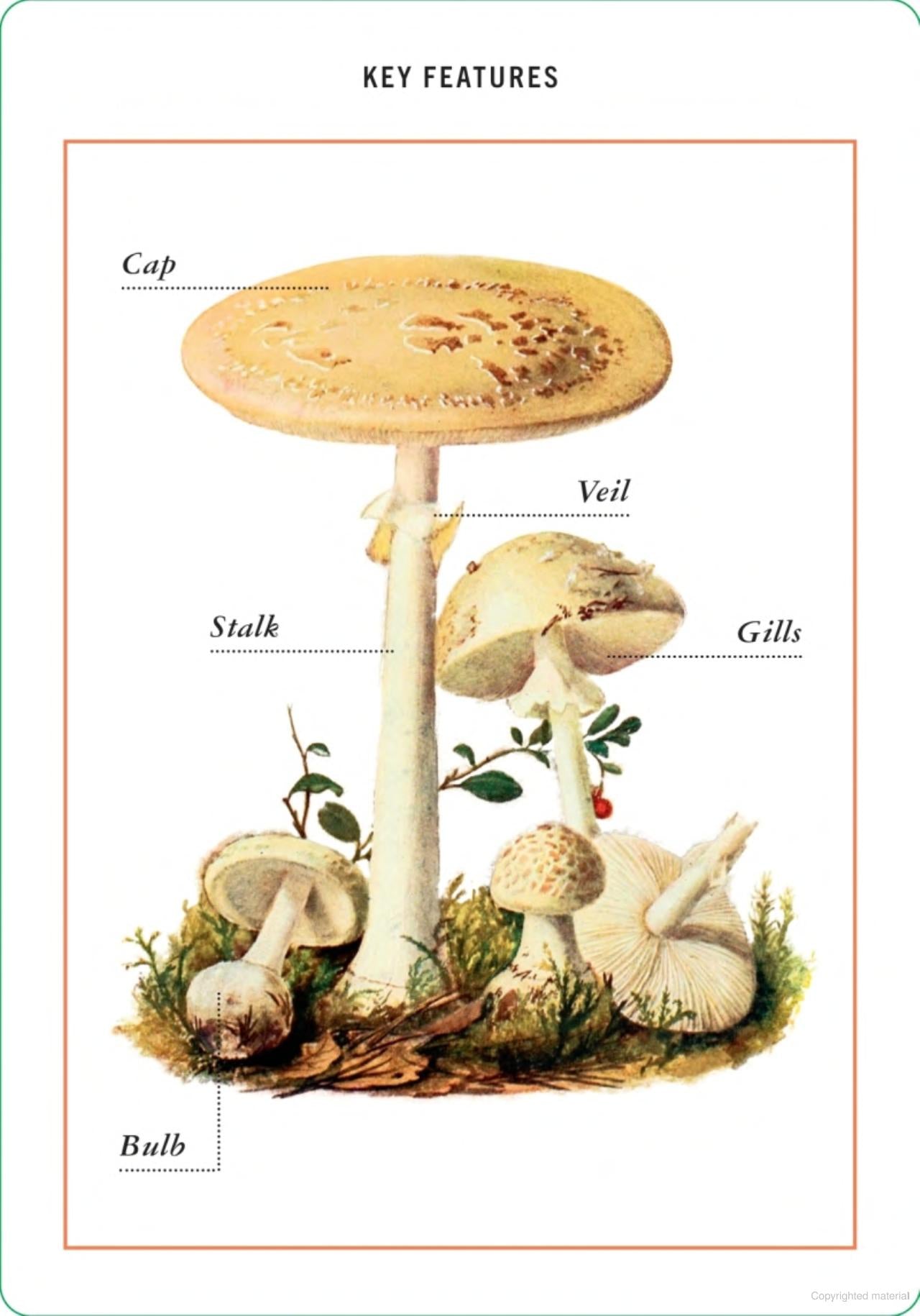 New York Botanical Garden Mushroom Identification Flashcards