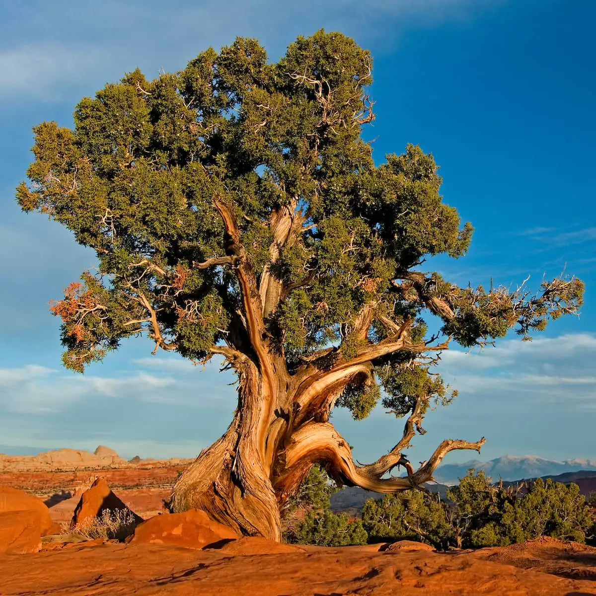 Diffuser Oil: Sacred Sedona