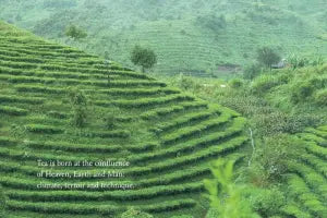 The Tea Sommelier: The Art of Selecting, Pairing, and Appreciating the World's Finest Teas