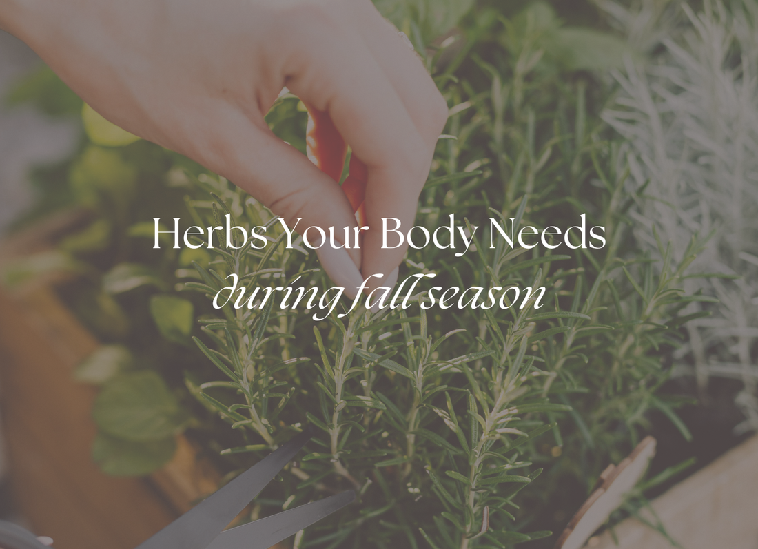 Embracing Seasonal Wellness with Herbs
