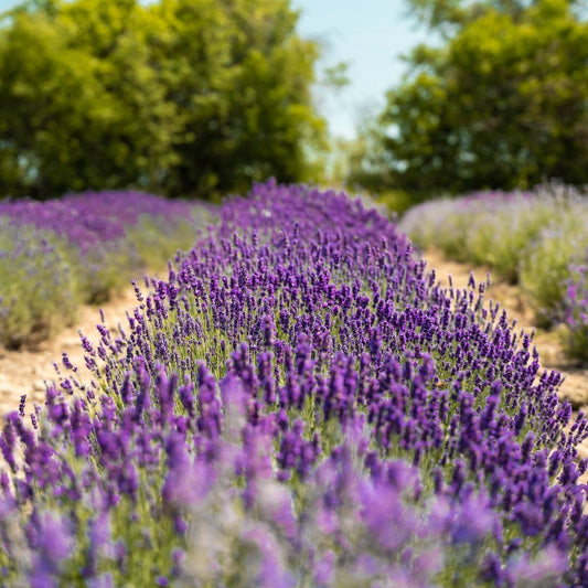 Lavender Maillette Essential Oil Blend